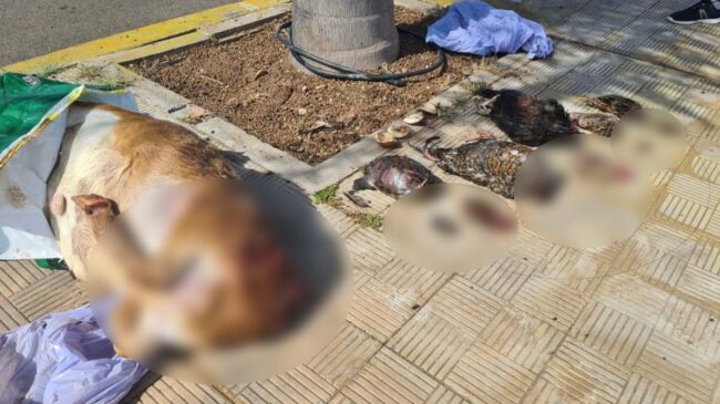 Aparecen varios animales decapitados en plena calle de Santa Cruz de Tenerife