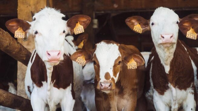 La ‘ley animal’ salva los vetos entre denuncias de los senadores: «Despenaliza la zoofilia»