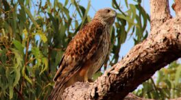 El ave más extraordinaria de Australia está a punto de desaparecer