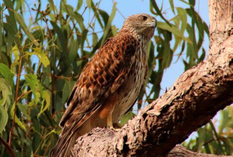 El ave más extraordinaria de Australia está a punto de desaparecer