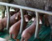 Los ganaderos avisan de que el decreto de bienestar animal obligará a bajar la producción