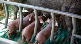 Los ganaderos avisan de que el decreto de bienestar animal obligará a bajar la producción