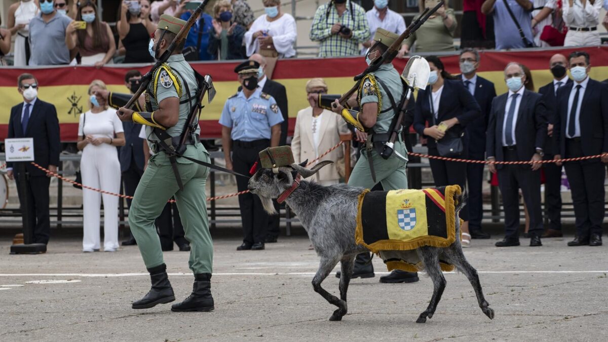 La mula y el buey del Belén viviente y la cabra de la Legión se libran de la Ley de Bienestar Animal