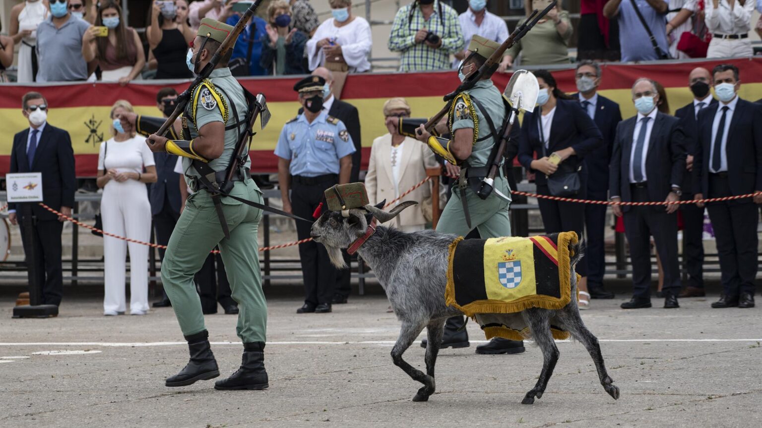 La mula y el buey del Belén viviente y la cabra de la Legión se libran de la Ley de Bienestar Animal