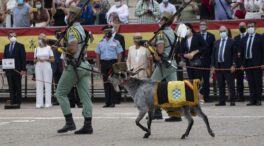 La mula y el buey del Belén viviente y la cabra de la Legión se libran de la Ley de Bienestar Animal