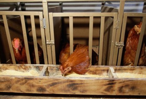 Entra en vigor la nueva normativa para mejorar el bienestar animal en las granjas