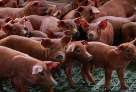 El precio del cerdo se dispara un 47% en origen y apunta a niveles récord en las tiendas