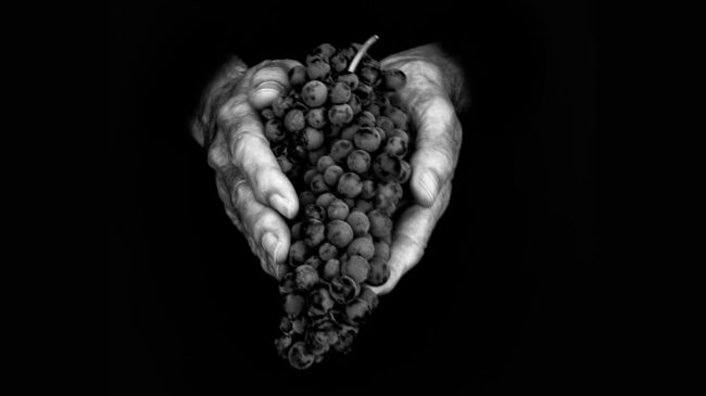 Vega Sicilia, seis bodegas y un misterio para un libro único