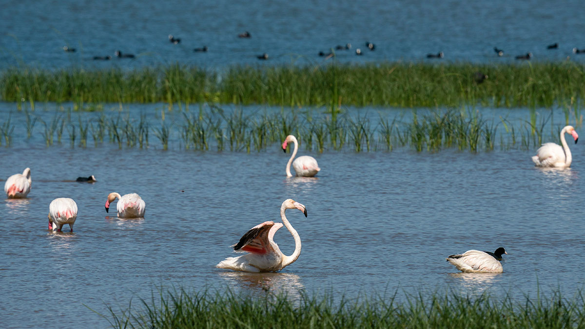 Los pesticidas prohibidos que amenazan a las aves de Doñana
