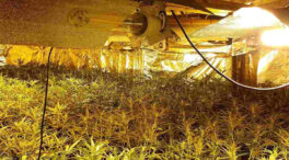 Las plantaciones de marihuana consumen en un año la misma electricidad que Sevilla