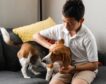 Ley de bienestar animal: ¿desde cuándo será obligatorio el seguro para perros?