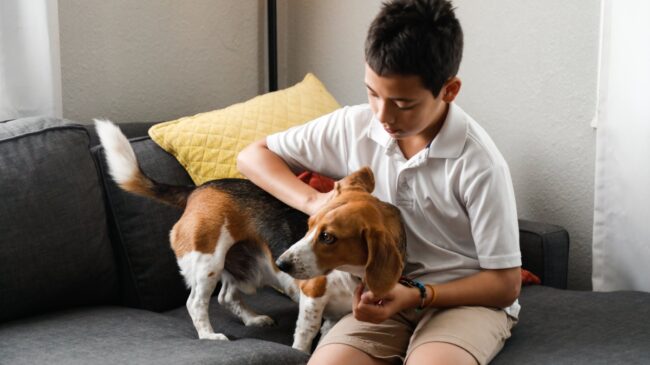 Ley de bienestar animal: ¿desde cuándo será obligatorio el seguro para perros?