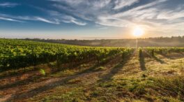 Planes de primavera en las Rutas del Vino de Castilla y León