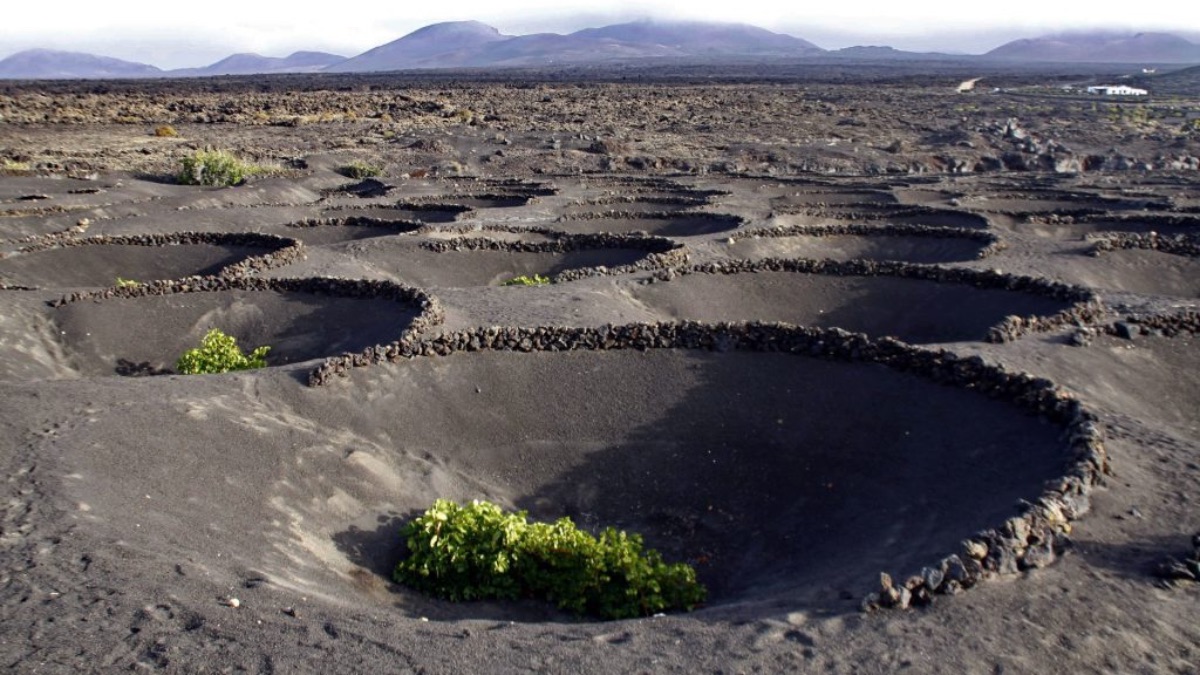 Suelos de vinos