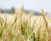 Preocupación entre los agricultores por la entrada de cereal de Ucrania a bajo precio