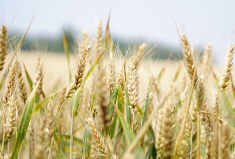 Preocupación entre los agricultores por la entrada de cereal de Ucrania a bajo precio