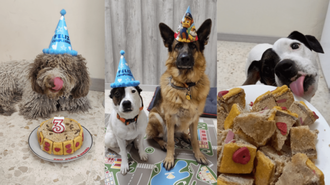 Una empresa de Jerez organiza cumpleaños para perros con ‘gorros, tartas y cócteles’