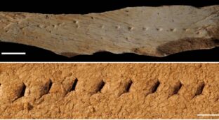 Los 'Homo sapiens' cosían su ropa hace 39.000 años en la península ibérica