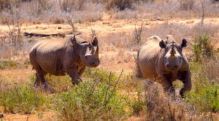 Los genomas de 240 especies de mamíferos revelan su evolución y enfermedades