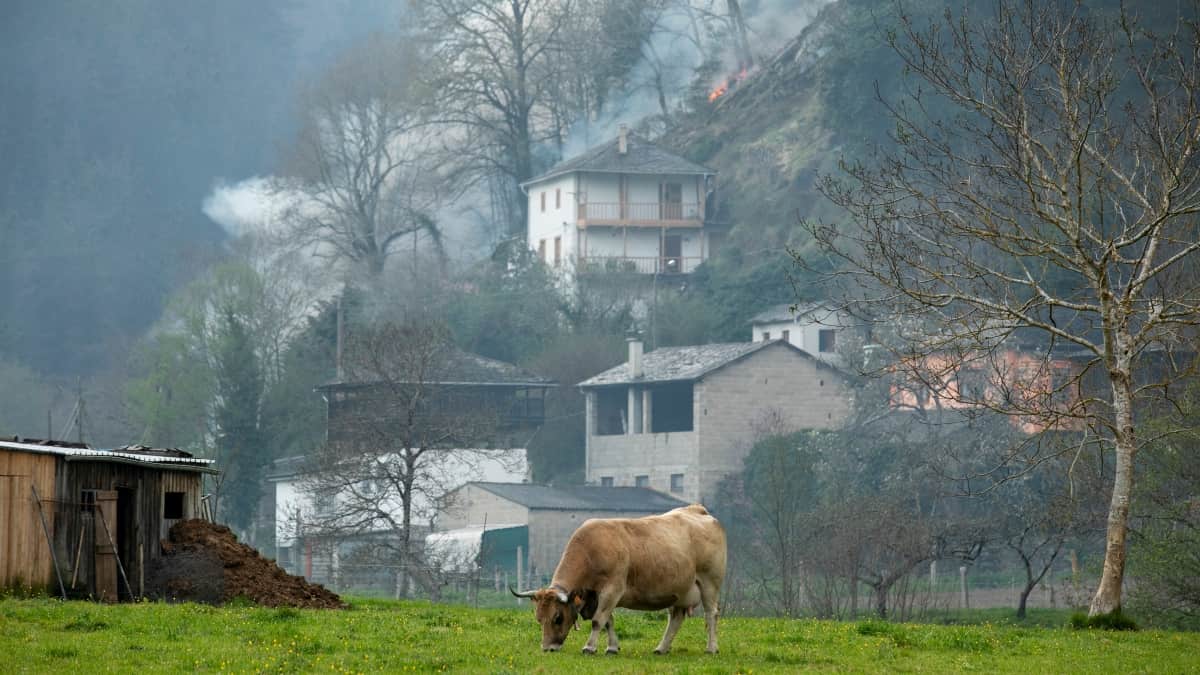 Asturias lanza un plan de choque que subvencionará al 100% la reforestación