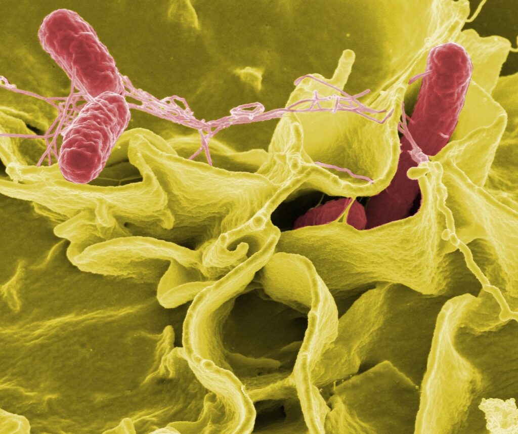 Bacterias 