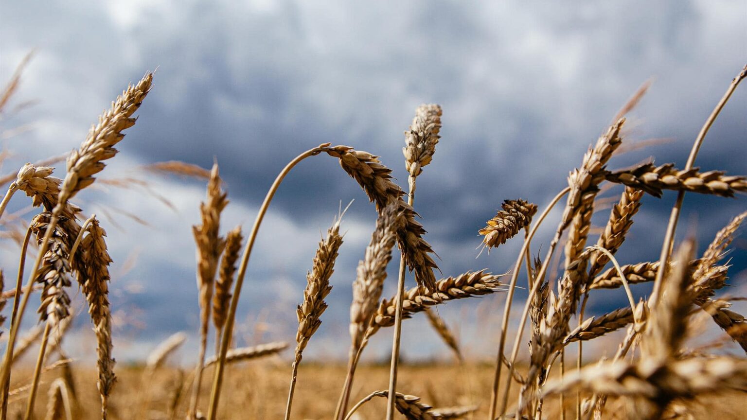 Polonia permitirá el transporte de cereales ucranianos por su territorio