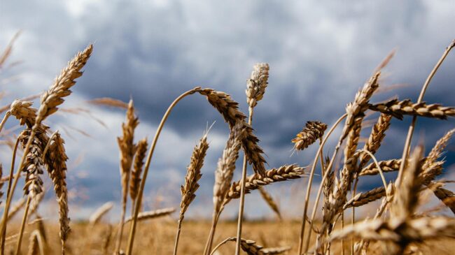Polonia permitirá el transporte de cereales ucranianos por su territorio