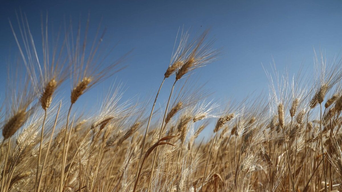 La UE veta la importación del grano ucraniano en los cinco Estados miembro más afectados