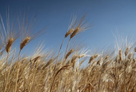 La UE veta la importación del grano ucraniano en los cinco Estados miembro más afectados