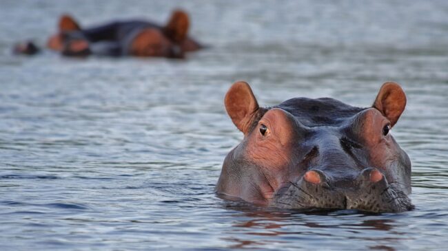 Los «hipopótamos de la coca» de Pablo Escobar son un problema para Colombia