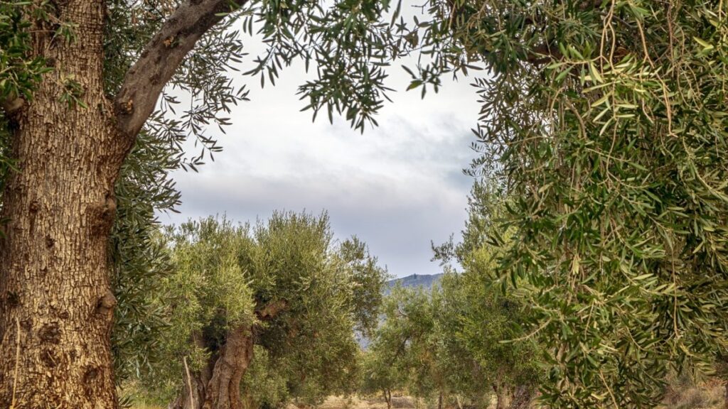 Un campo de olivos.
