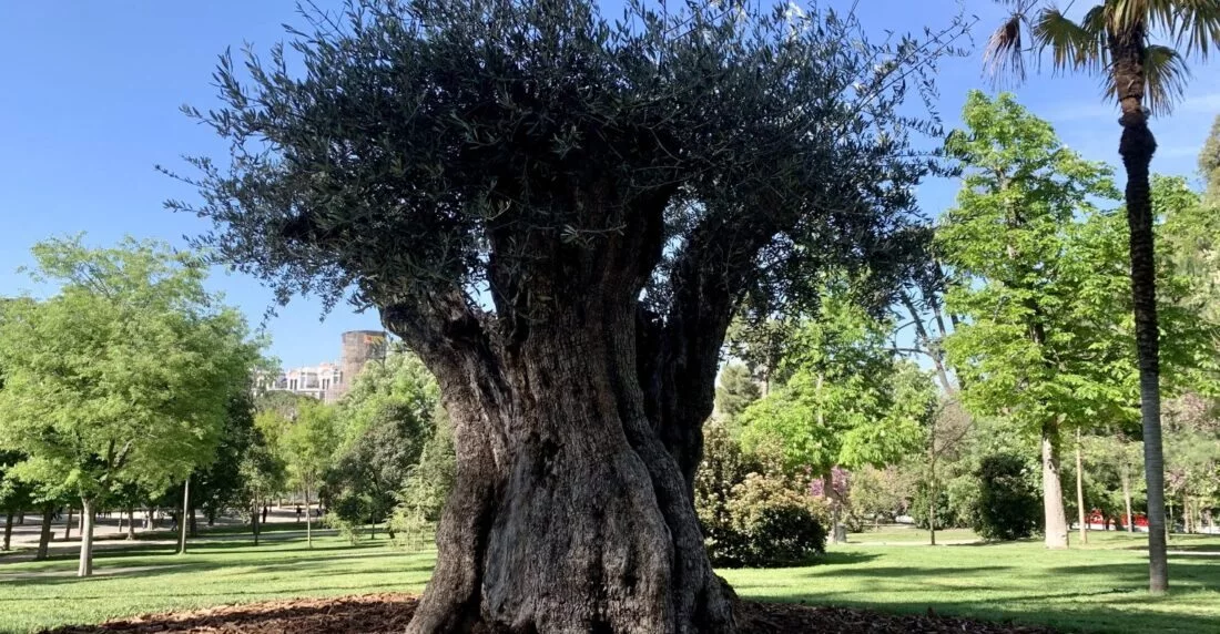Un olivo de 627 años es el árbol más viejo del Retiro de Madrid