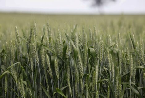 La sequía amenaza los cereales, las legumbres y la ganadería: «Va a subir la cesta de la compra»