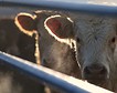 Alarma en el sector ganadero porque la UE estudia limitar el transporte de animales vivos