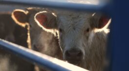 Alarma en el sector ganadero porque la UE estudia limitar el transporte de animales vivos