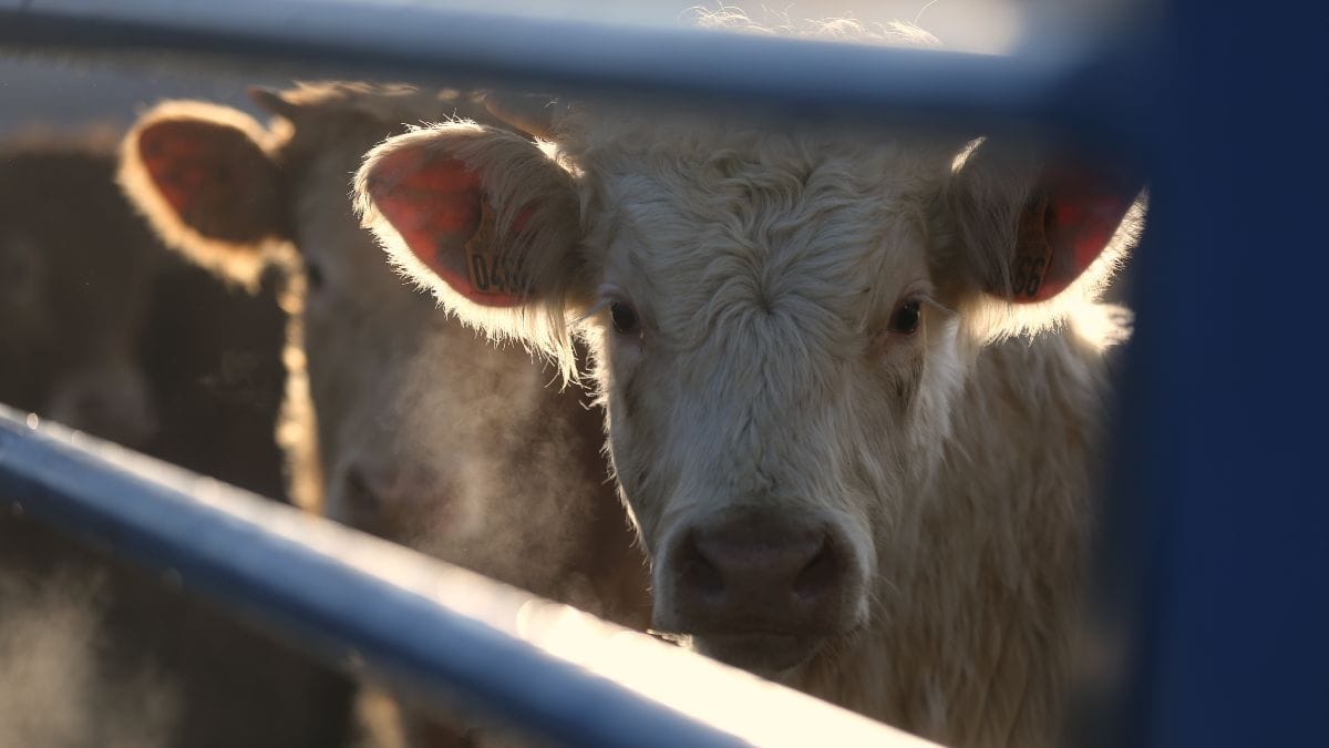 Alarme no setor pecuário porque a UE estuda limitar o transporte de animais vivos