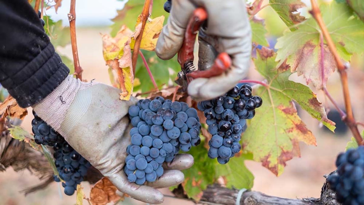 Siete vinos que estrenan añada en la Ribera del Duero burgalesa