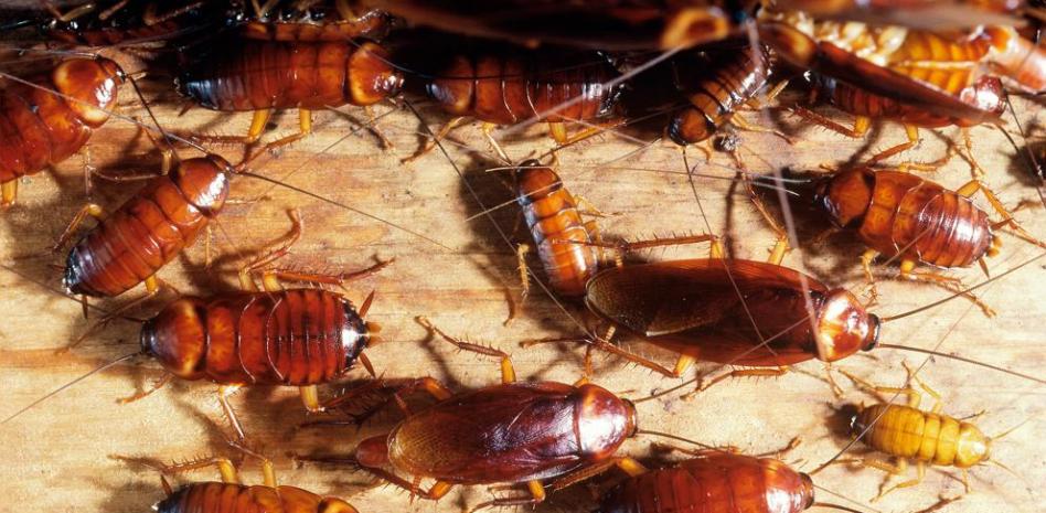 Denuncian una plaga de cucarachas e insectos en dos prisiones de Madrid: «Es insoportable»