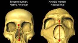 Por qué algunos humanos han heredado narices más altas de los neandertales