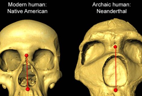 Por qué algunos humanos han heredado narices más altas de los neandertales