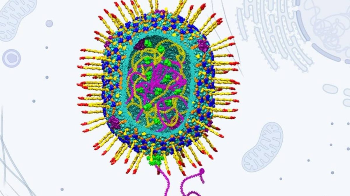 Desarrollan virus artificiales para su aplicación en terapias genéticas