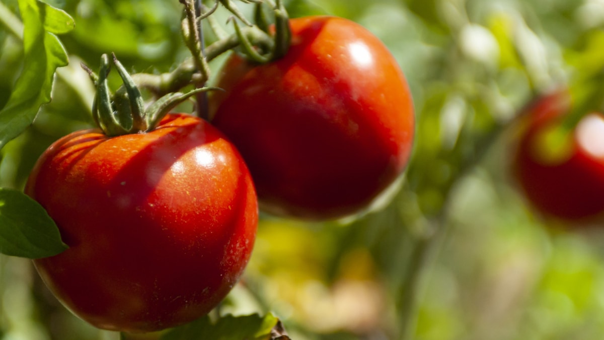 Dos tomates cuelgan de una mata