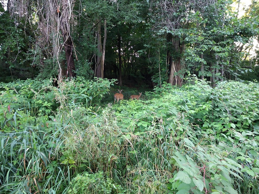 Ciervos dentro de un bosque de rivera en Idaho (Estado Unidos)