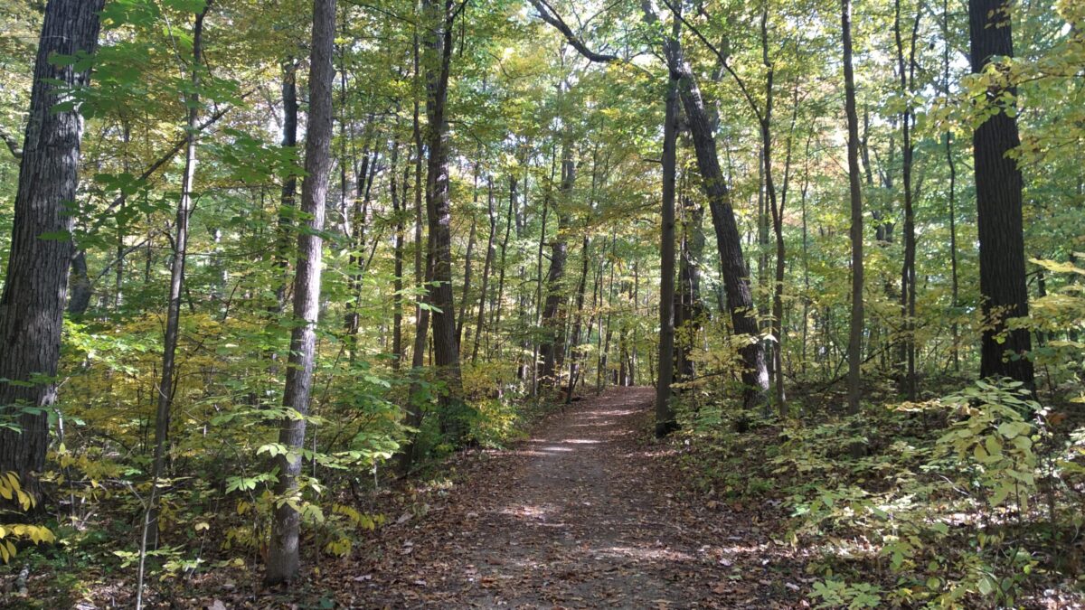 Una investigación distintiva estudia el estado de los bosques ante una situación de sequía