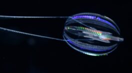 Las medusas peine fueron los primeros animales de la Tierra