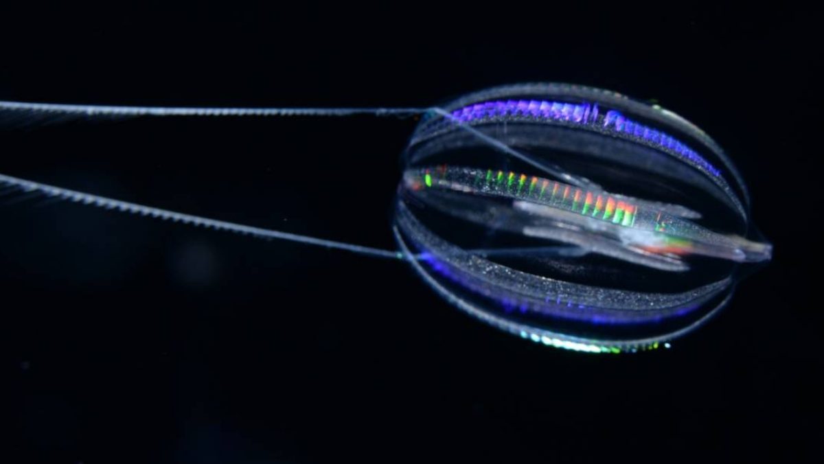 Las medusas peine fueron los primeros animales de la Tierra