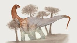 Un equipo de paleontólogos descubre una especie de dinosaurio gigante en la Patagonia