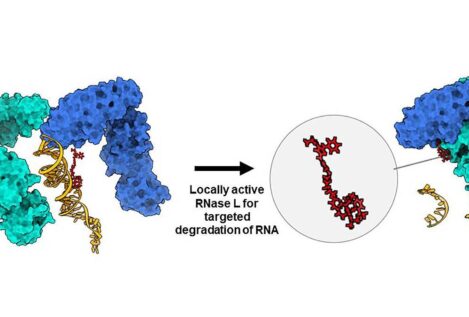 Nueva vía para atacar el ARN de genes asociados al cáncer
