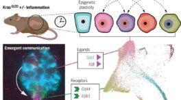 Un mapa epigenético revela las conversaciones celulares que inician el cáncer de páncreas