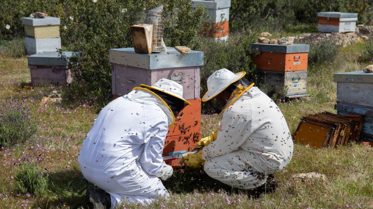 La mitad de las explotaciones de apicultura de España está en quiebra técnica
